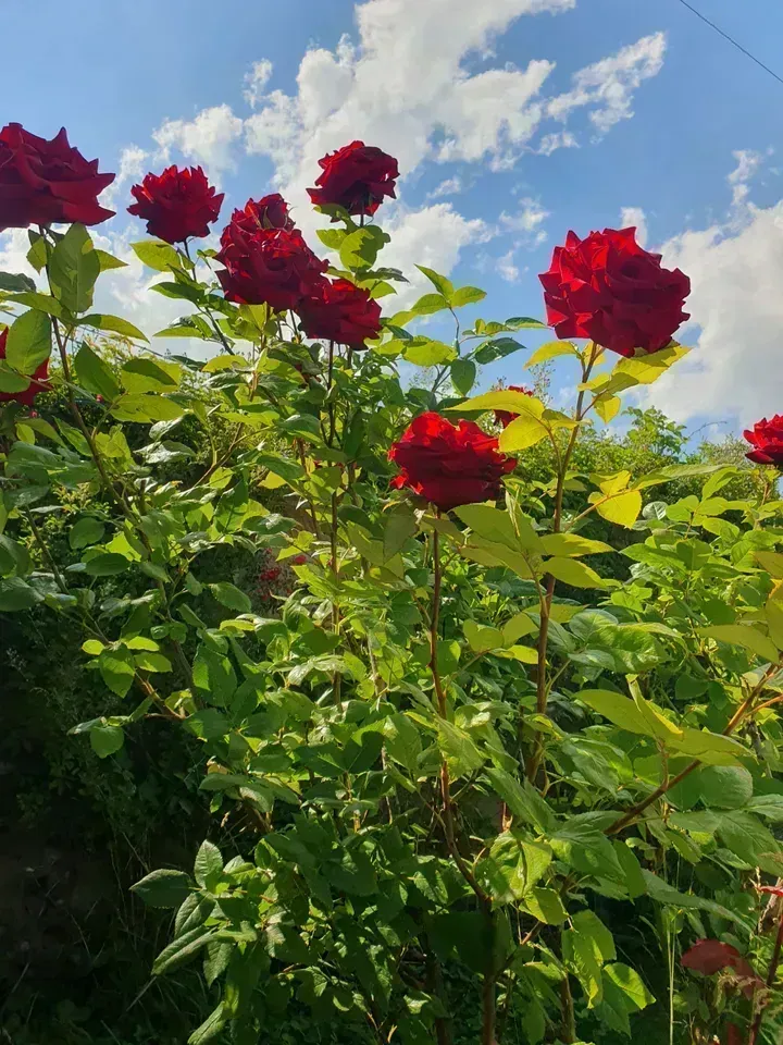 Հանգստյան գոտի, Նուռնուս — լուսանկար 6